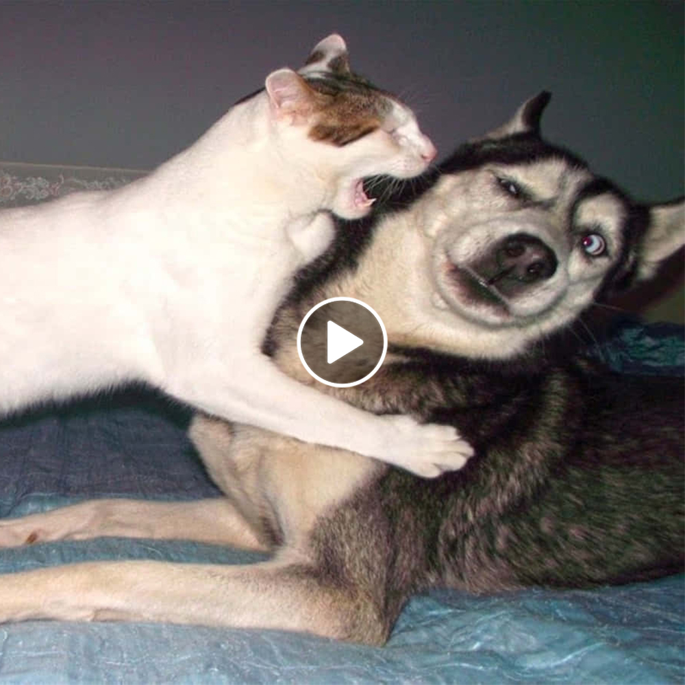 When Dogs Go Crazy: Funny Moments.