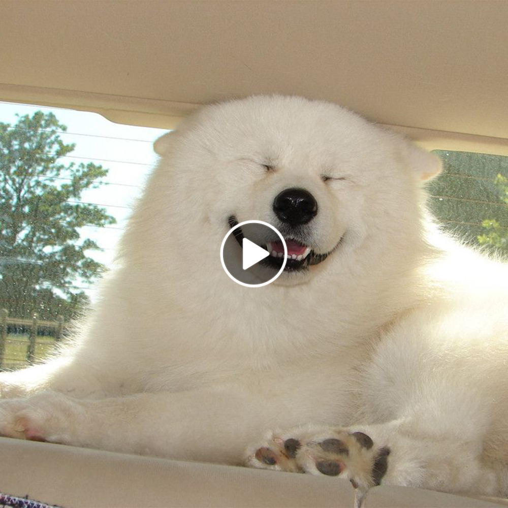 Puppy Antics: Cute and Funny Dog Videos.