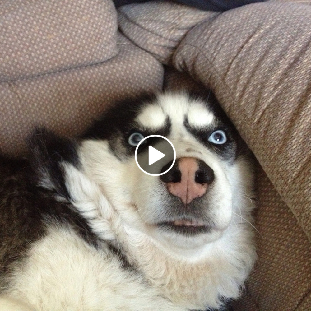 Furry Comedians: Dogs with a Sense of Humor.