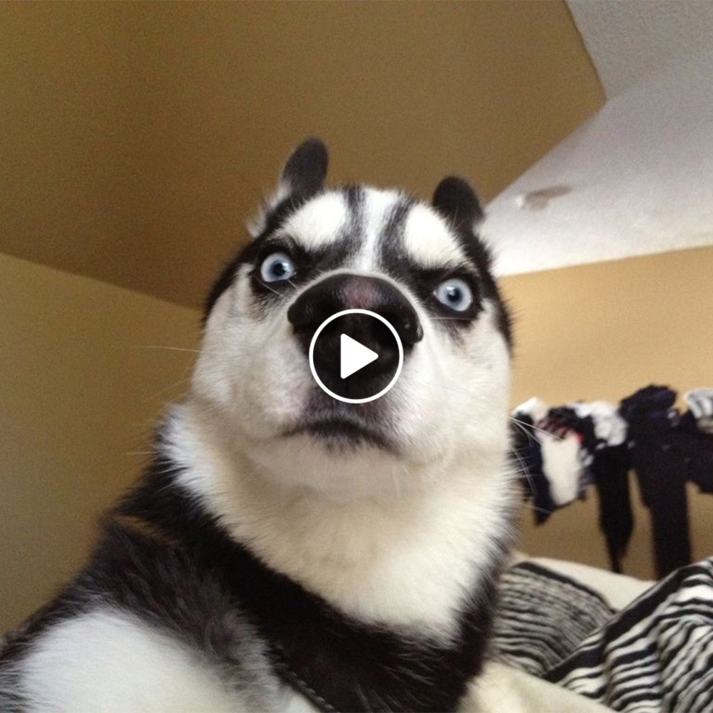 30 Most Guilty Dogs On The Internet.