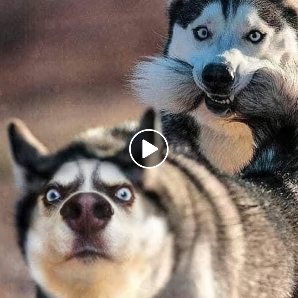 The Funniest Dogs on the Internet.