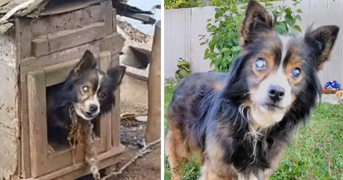 Liberado después de 13 años de estar atado, se desarrolla la historia de rescate y renovación de un perro ciego
