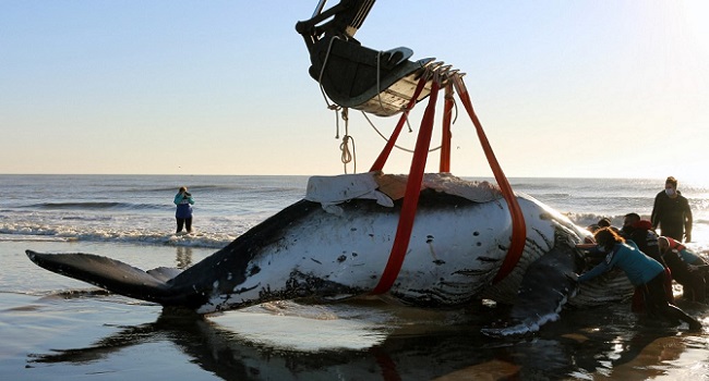 Rescate sorpresa: salvar dos ballenas jorobadas varadas: una experiencia emocionante y gratificante.