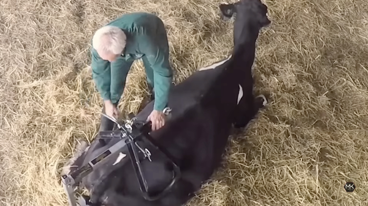 Granja de vacas única en los Países Bajos: Donde las vacas ponen huevos especiales exclusivamente (video)