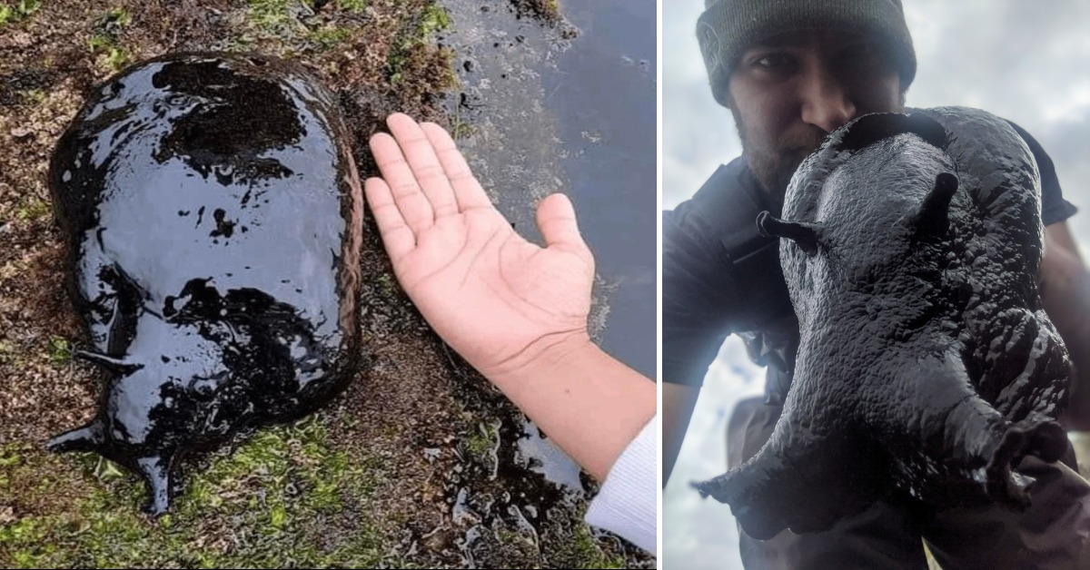 Descubrimiento gigantesco: un hombre encuentra una enorme babosa negra, del tamaño de un perro pequeño, en las pozas de marea de las playas de California (vídeo).