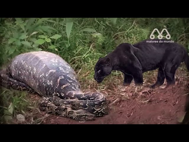 feroz batalla entre leopardo negro y pitón gigante, inconclusive (video)