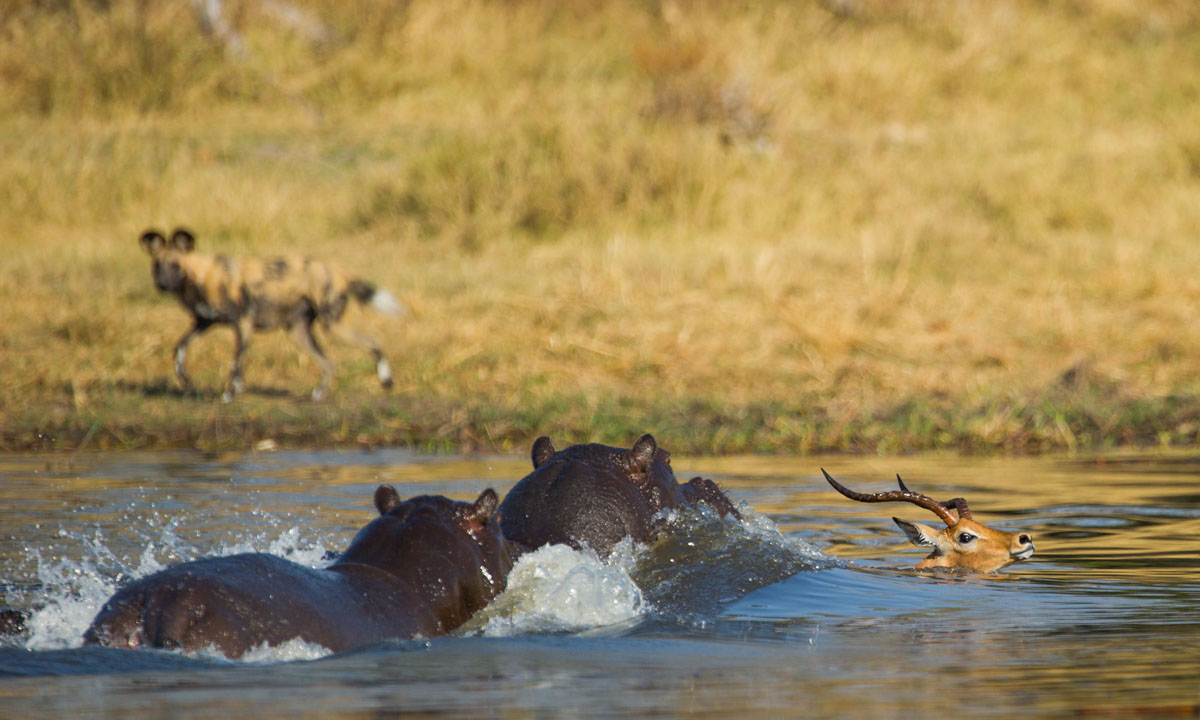 Hipopótamos atacan a un impala que huye de perros salvajes