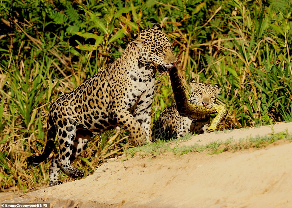 En primer plano, se puede ver a una familia de jaguares comiendo una gran pitón