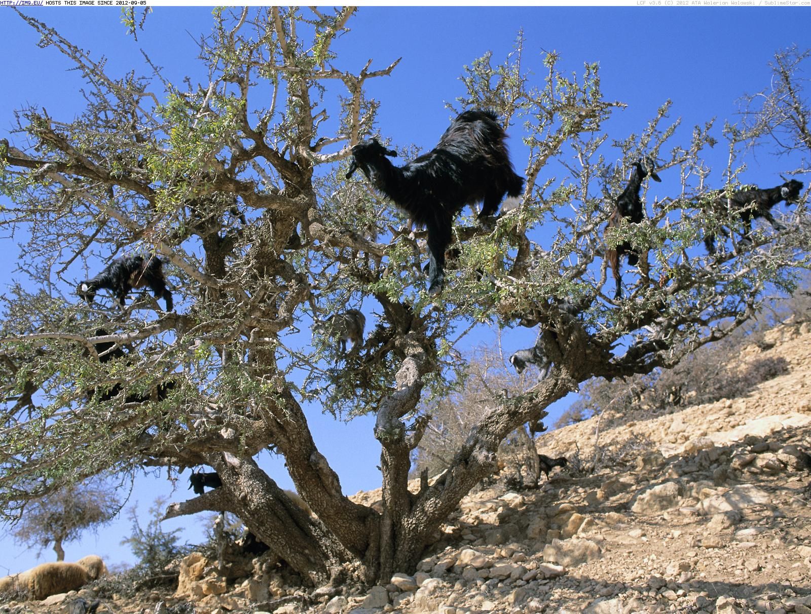 Unique et sans précédent au monde, la vue de chèvres de cirque grimpant sur de grands arbres au Maroc est un spectacle à voir