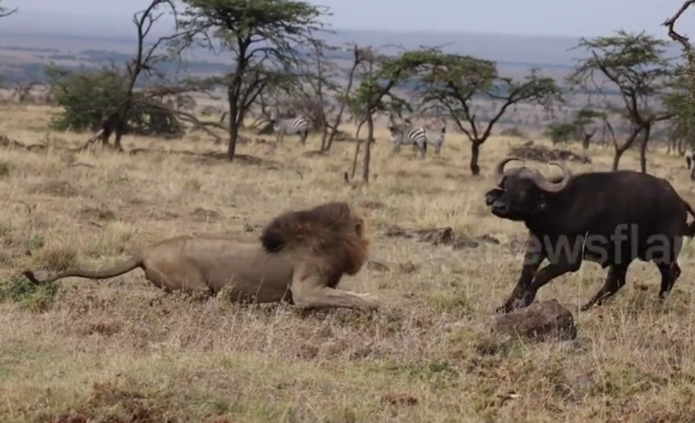 Al ser atacado por una manada de búfalos e incapaz de resistir, el león trepa a un árbol para esconderse