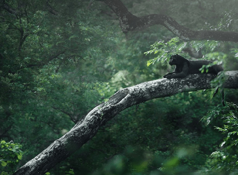 Naturaleza increíble: Impresionantes tomas de una pantera negra en la jungla por un fotógrafo de vida silvestre