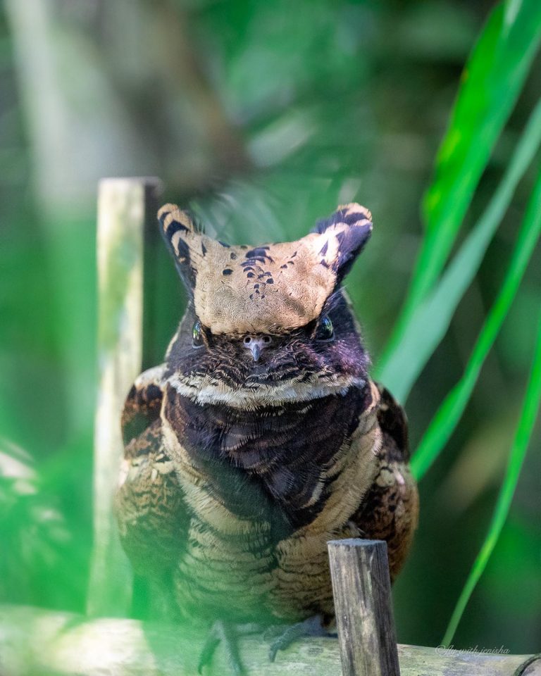 Baby Dragon Lookalike: una criatura fascinante