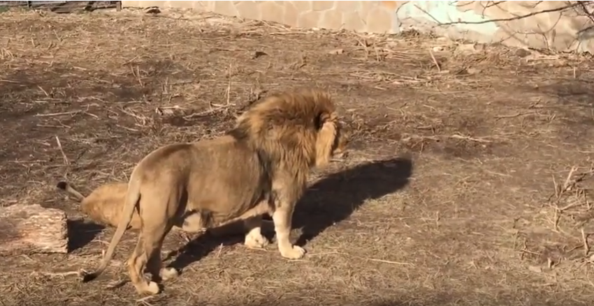 Conmovedor reencuentro de un león de circo rescatado y su hija, unidos en amor y sanación después de una cirugía que le cambió la vida